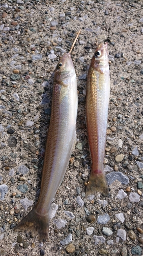 シロギスの釣果