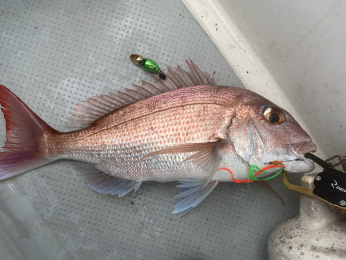 マダイの釣果