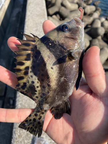 コショウダイの釣果