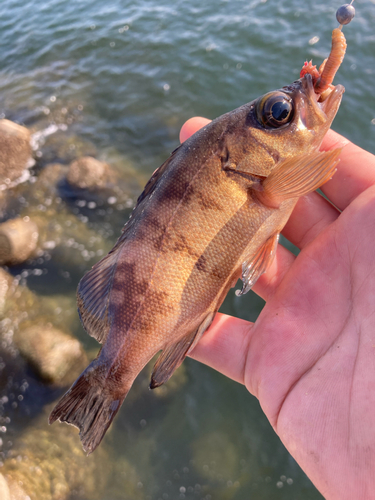 アカメバルの釣果