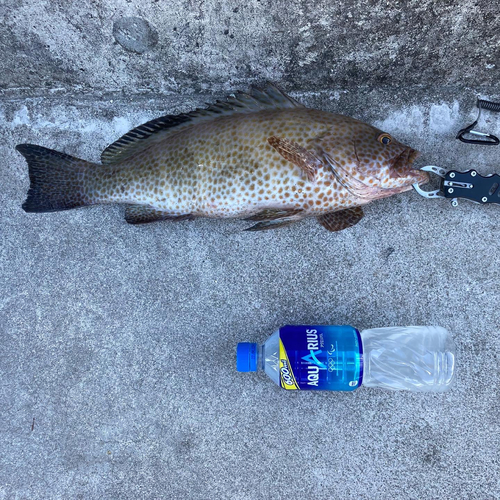 オオモンハタの釣果