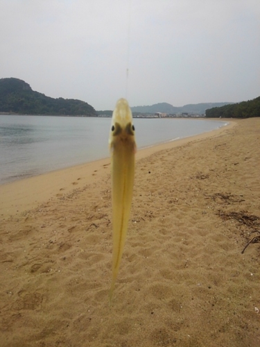 シロギスの釣果