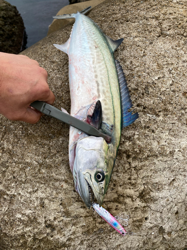 サゴシの釣果