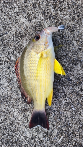 オキフエダイの釣果