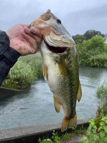 釣果