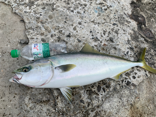 ハマチの釣果