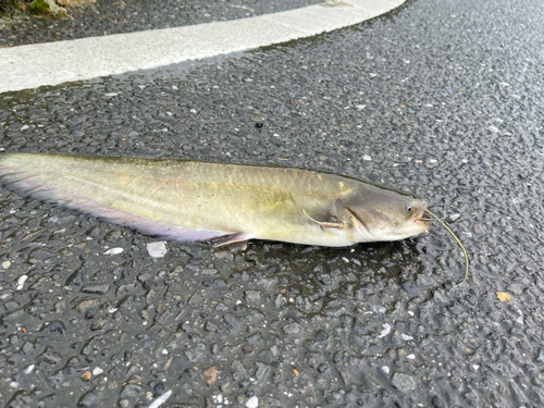 ナマズの釣果