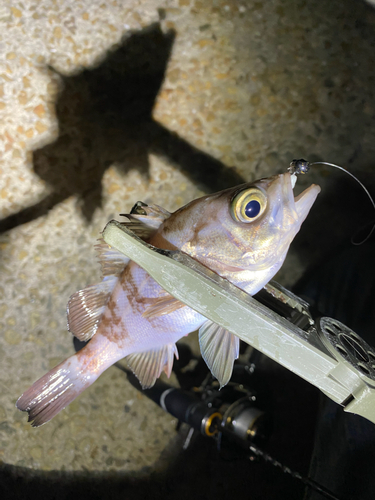 メバルの釣果