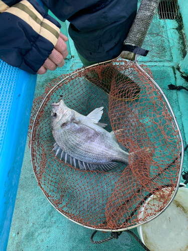 カンパチの釣果