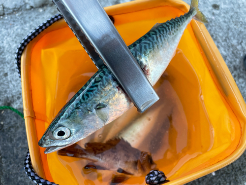 サバの釣果