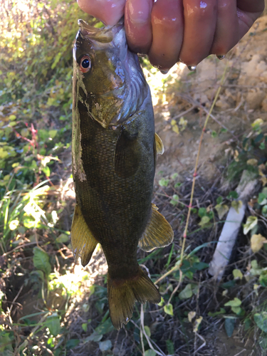 スモールマウスバスの釣果