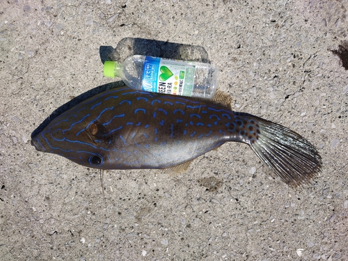 ソウシハギの釣果