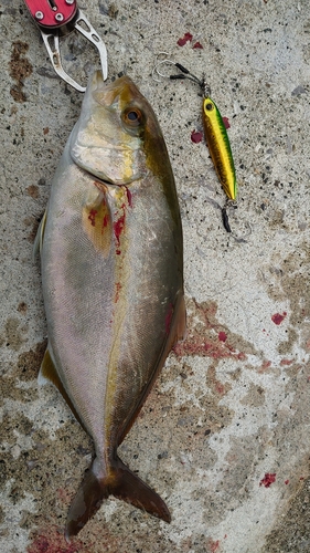 カンパチの釣果