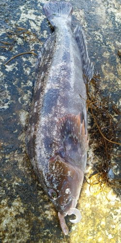 アイナメの釣果