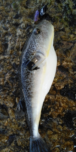 フグの釣果