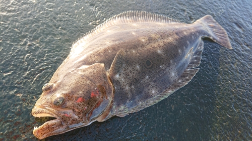 ヒラメの釣果