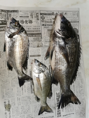 クロダイの釣果