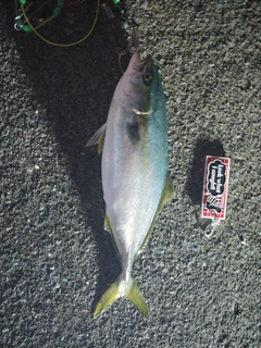 イナダの釣果