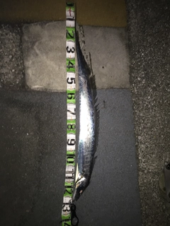 タチウオの釣果