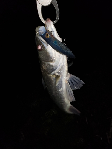 スズキの釣果