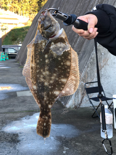 カレイの釣果