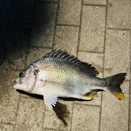 キチヌの釣果