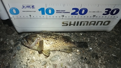 ソイの釣果