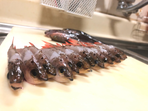 ネンブツダイの釣果