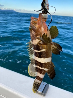 アオハタの釣果