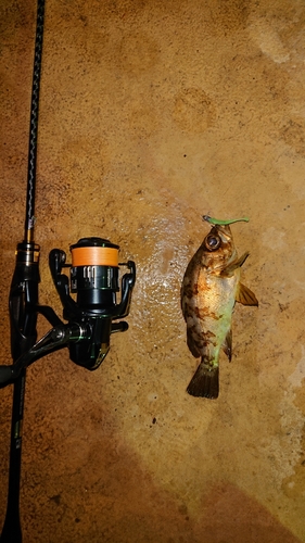 シロメバルの釣果