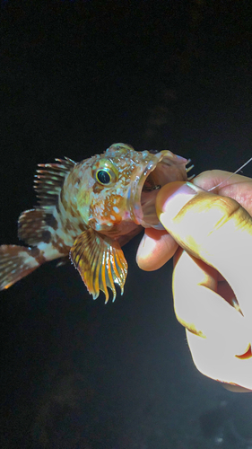 カサゴの釣果