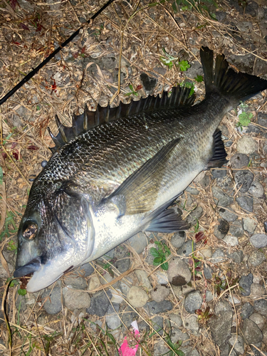 チヌの釣果