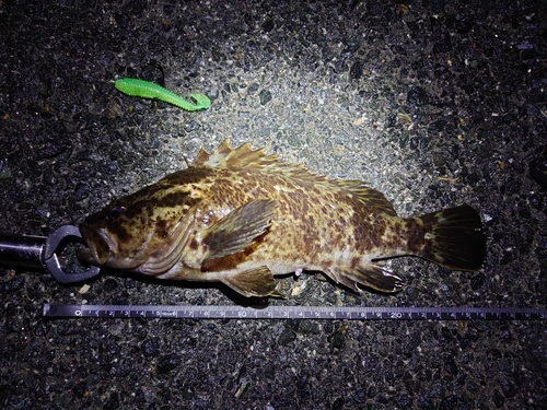 タケノコメバルの釣果