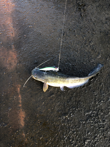 スズキの釣果