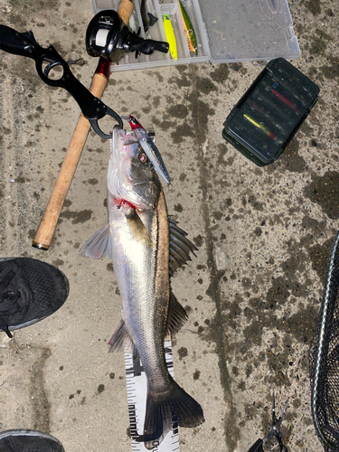 シーバスの釣果