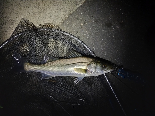 フッコ（マルスズキ）の釣果