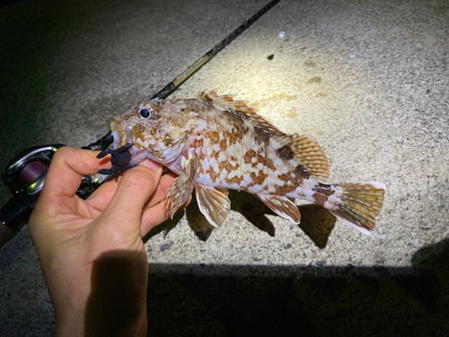 カサゴの釣果