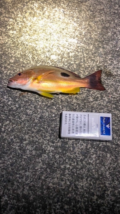 クロホシフエダイの釣果