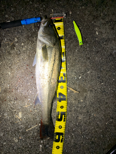 シーバスの釣果