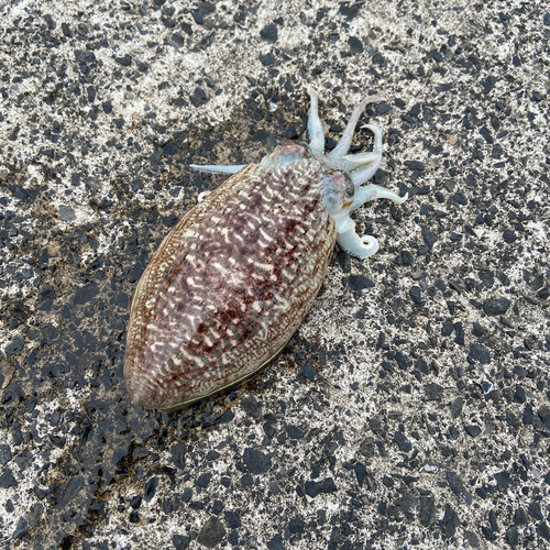 コウイカの釣果