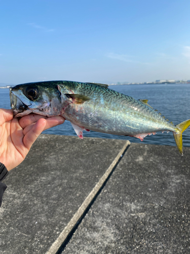 サバの釣果