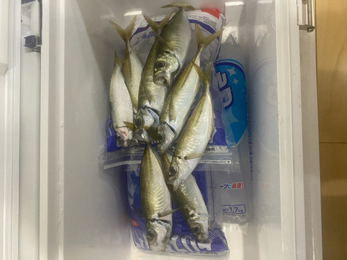 アジの釣果