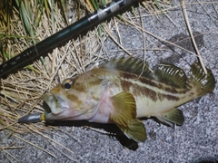 シマソイの釣果