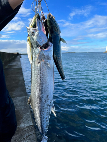 サワラの釣果