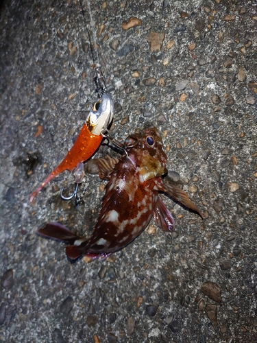 カサゴの釣果