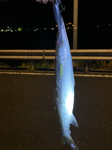 カマスの釣果