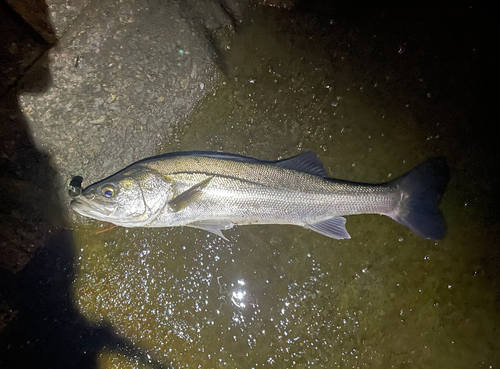 セイゴ（マルスズキ）の釣果