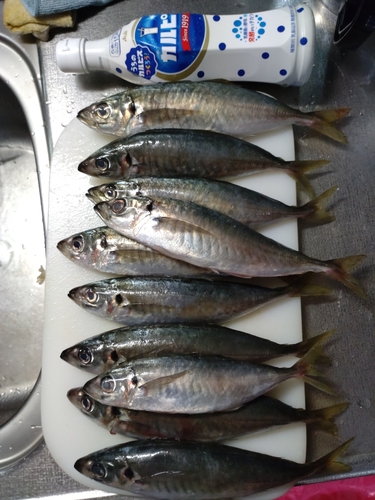 アジの釣果