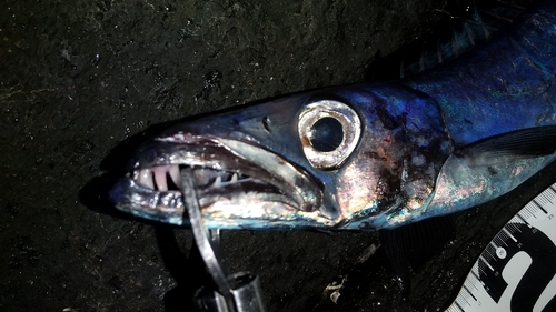 クロシビカマスの釣果