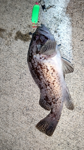 クロソイの釣果